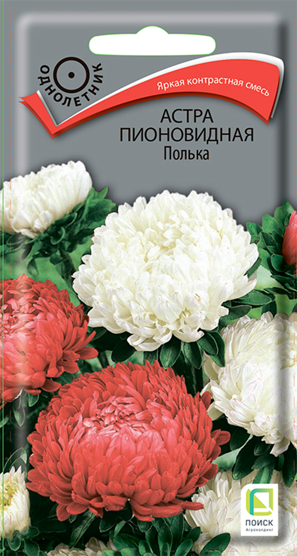 Астра пионовидная Полька