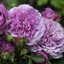 Лавендер Айс (Lavender Ice)