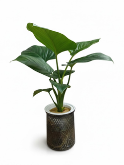 Филодендрон Green Peace Lily д.11 горшок с автополивом