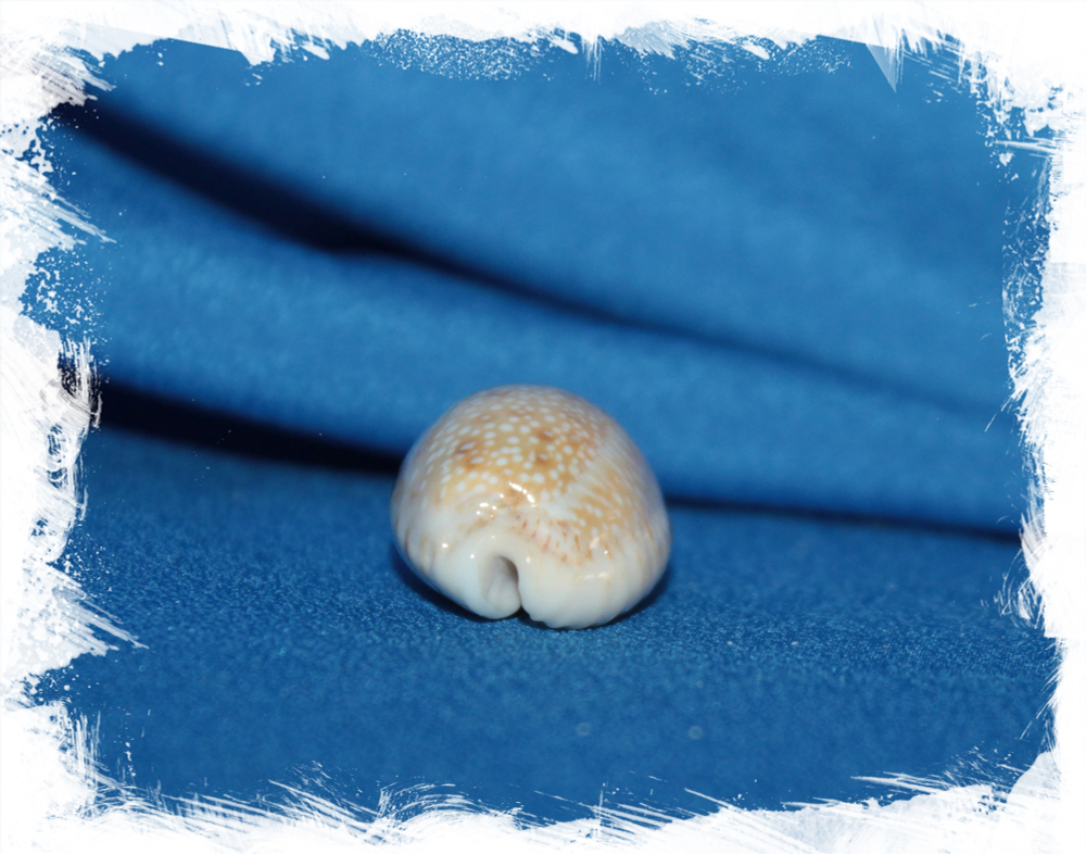 Разъеденная каури (cypraea erosa)