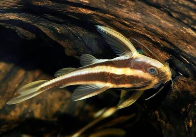 Платидорас полосатый