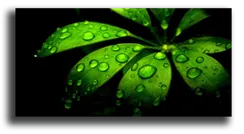 Постер "Зеленая роса"