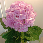 Гортензия Колумбия срезка большая