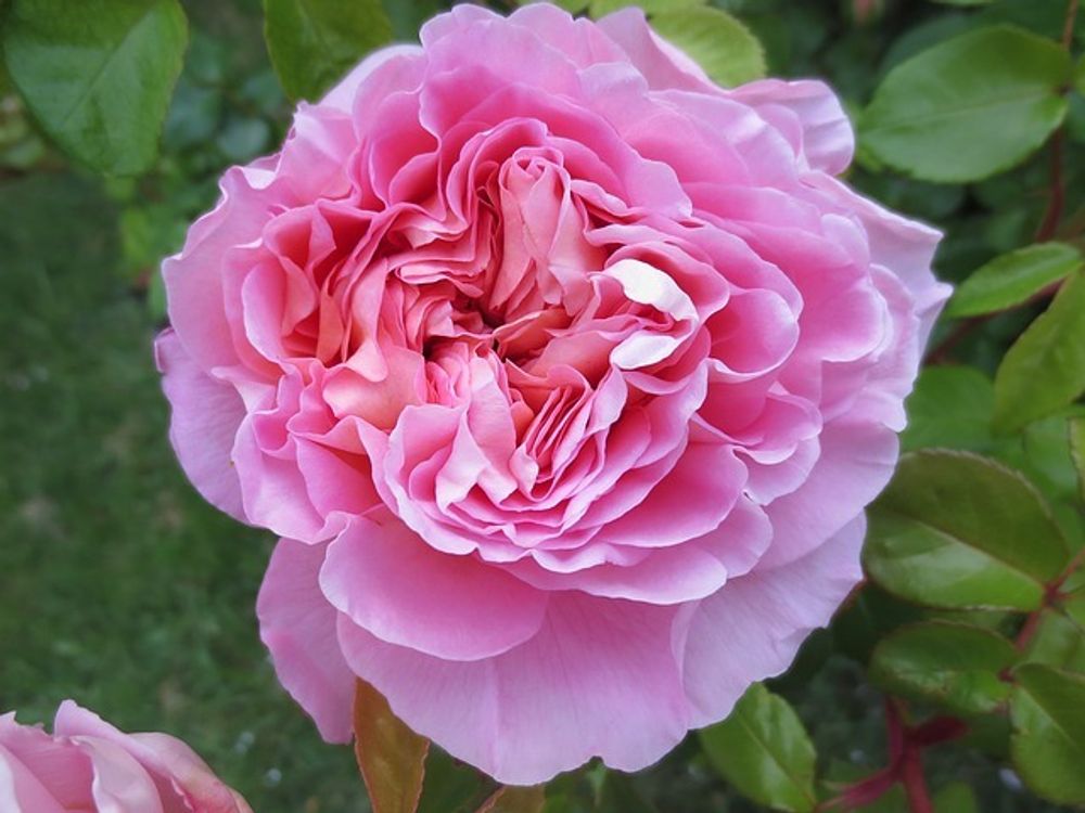 Роза кустовая Романтика Розовая