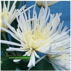 Корейская хризантема Перлинка белая ☘ з.11 🌿  (отгрузка  Сентябрь)