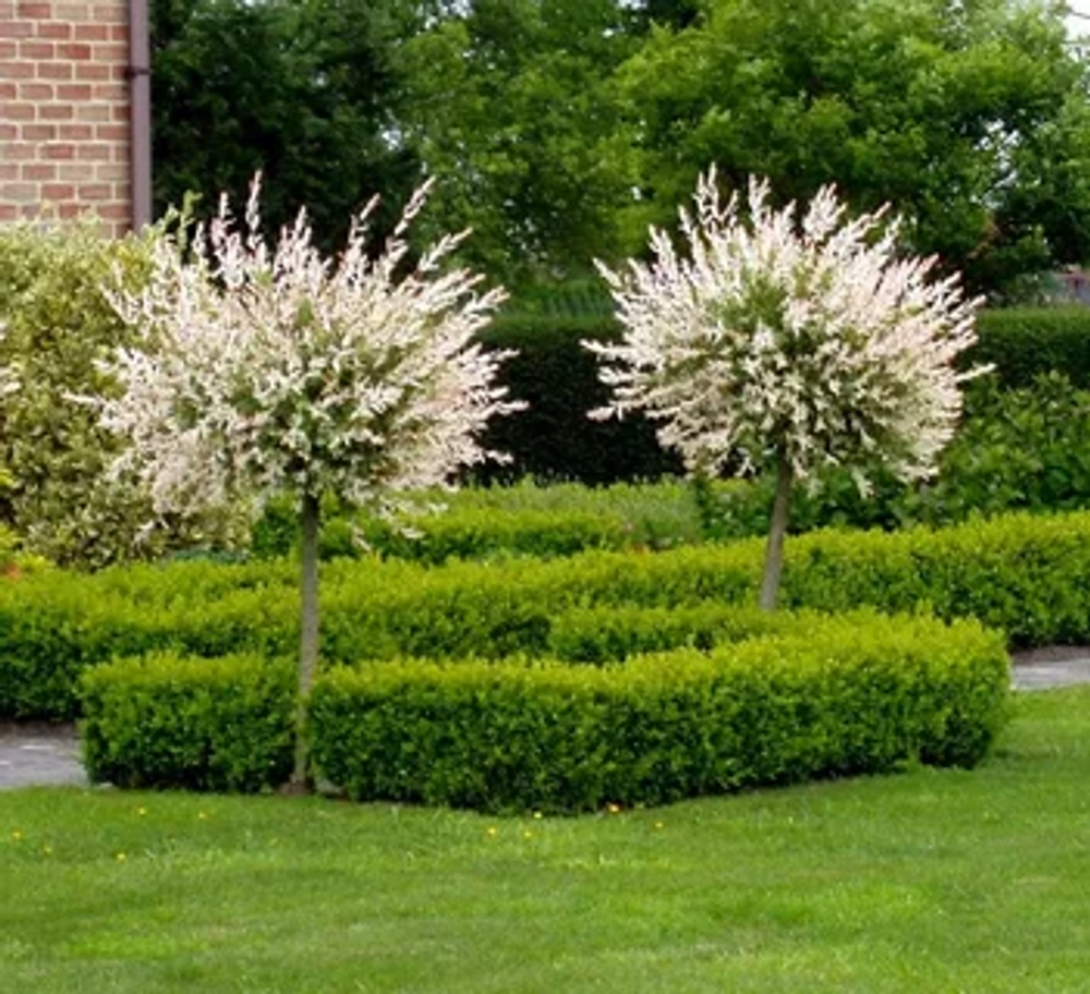 Ива цельнолистная Хакуро Нишики штамб 130 см Закупка М49 весна 2026