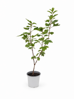 Гортензия дуболистная ‘Gatsby Gal’