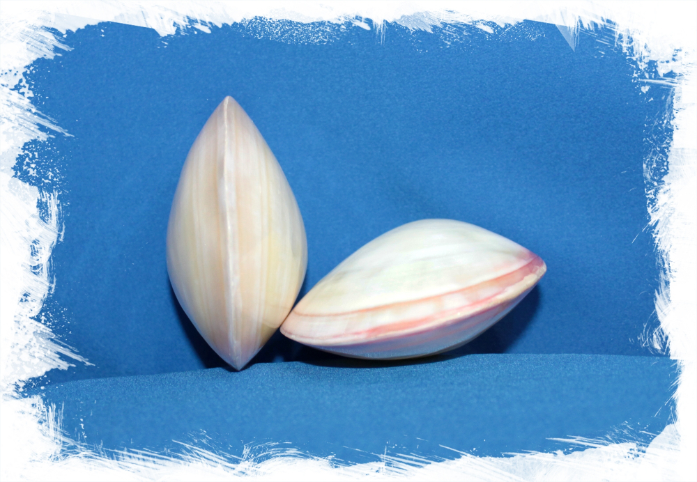 Кодакия Тигерина Полированная