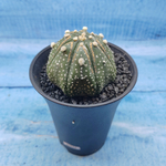 Astrophytum Asterias (Астрофитум)