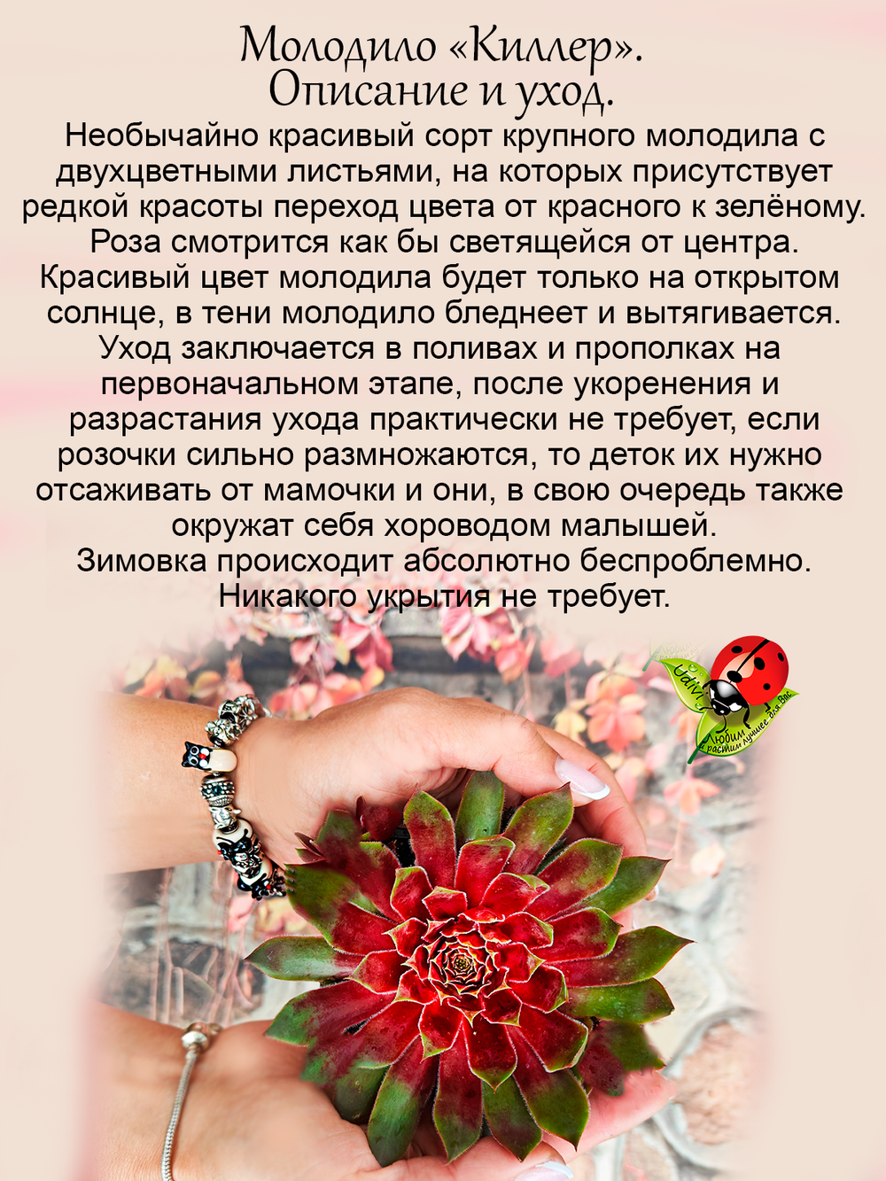 Молодило Киллер двухцветное