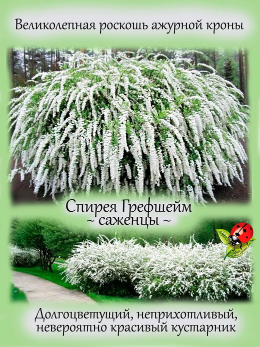 Спирея Грефшейм серая обильноцветущая кустарник