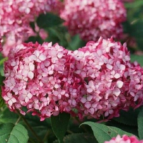 Гортензия древовидная Руби Анабель