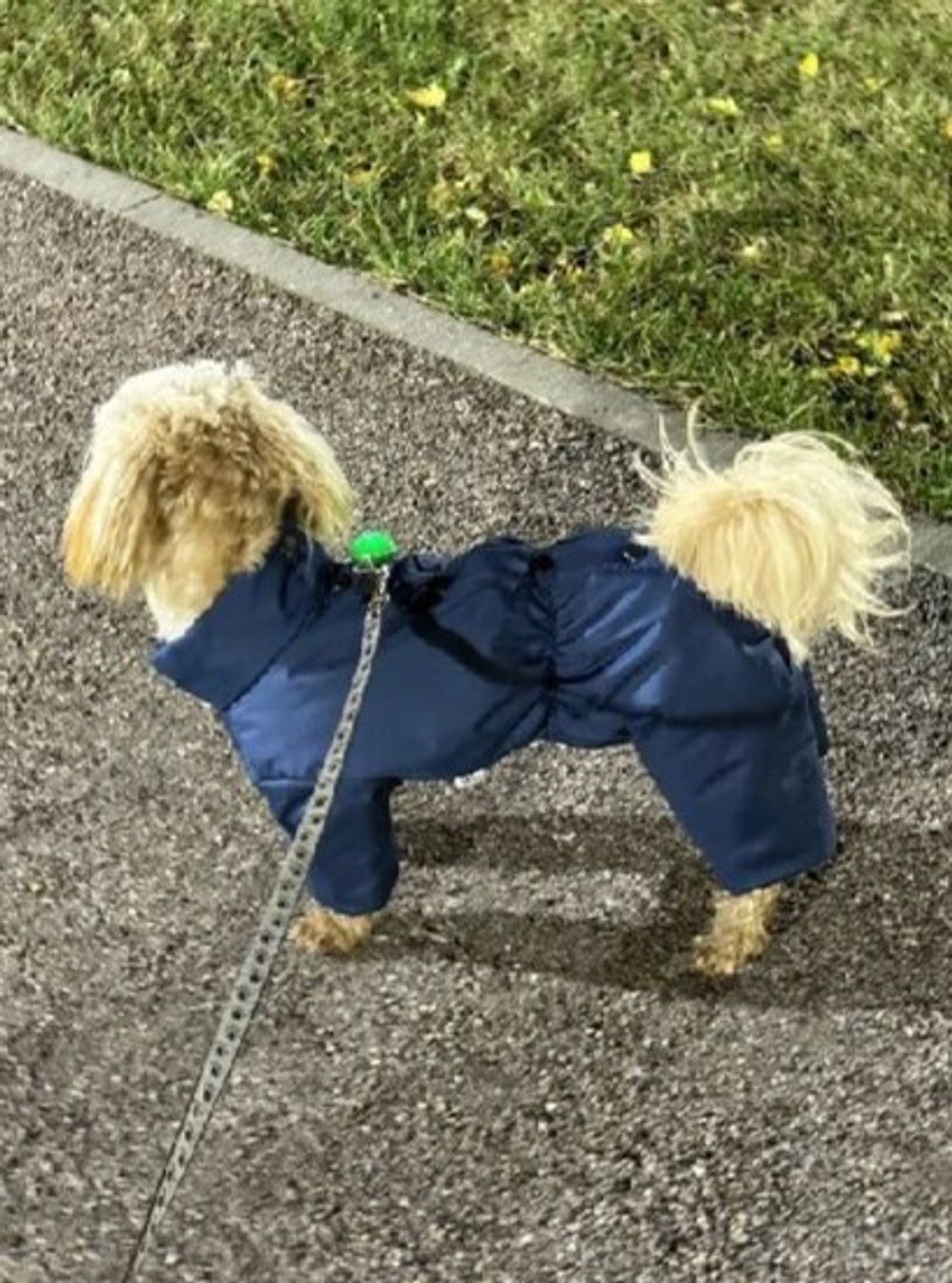 Демисезонный комбинезон для собак (мальчик)