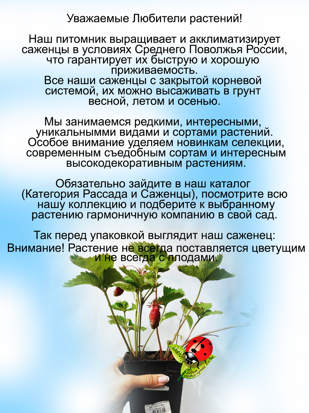 Земклуника Купчиха улучшенная сладкая пряно-мускатная