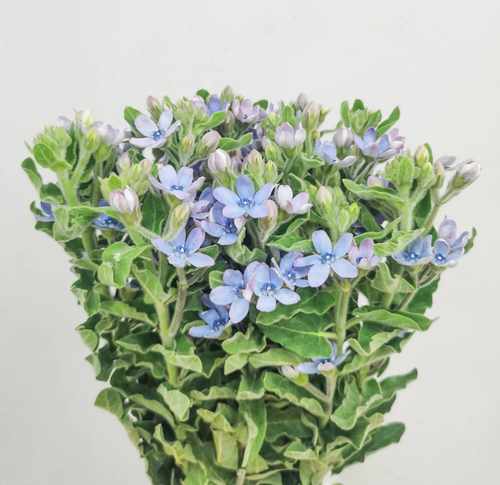 Оксипеталум