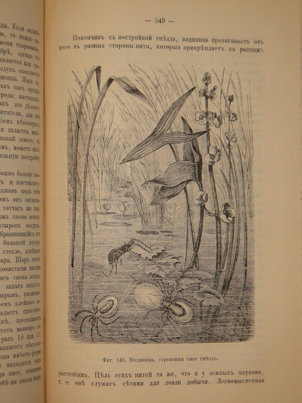 "Аквариум любителя. Подробное описание флоры и фауны аквариума, устройство аквариума, уход за ним и пр.". Н.Ф.Золотницкий. 1890г.