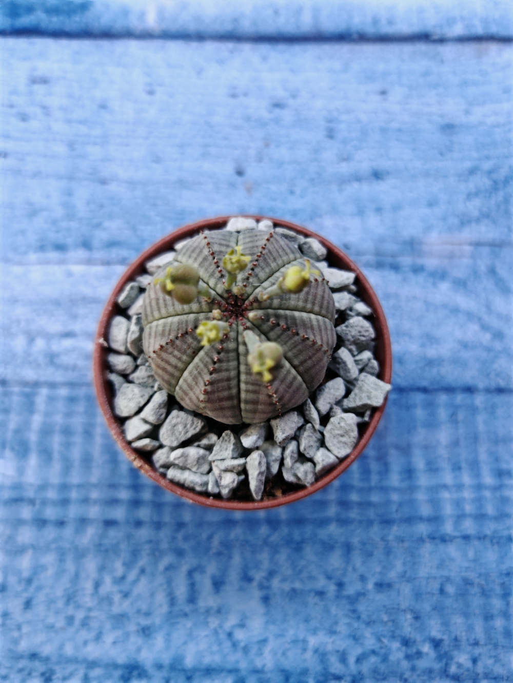 Euphoria Obesa (Эуфорбия)