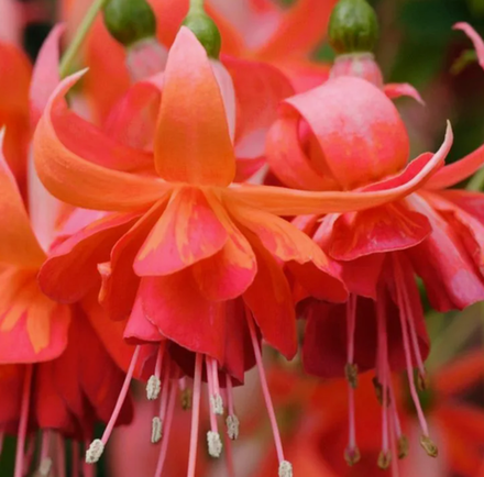 Евро Фуксия Trailing Dancing Flame укоренный черенок ОКС