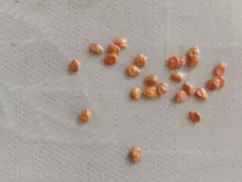 СОЛЕРОССО F1 семена томата (Nunhems | Alexagro)