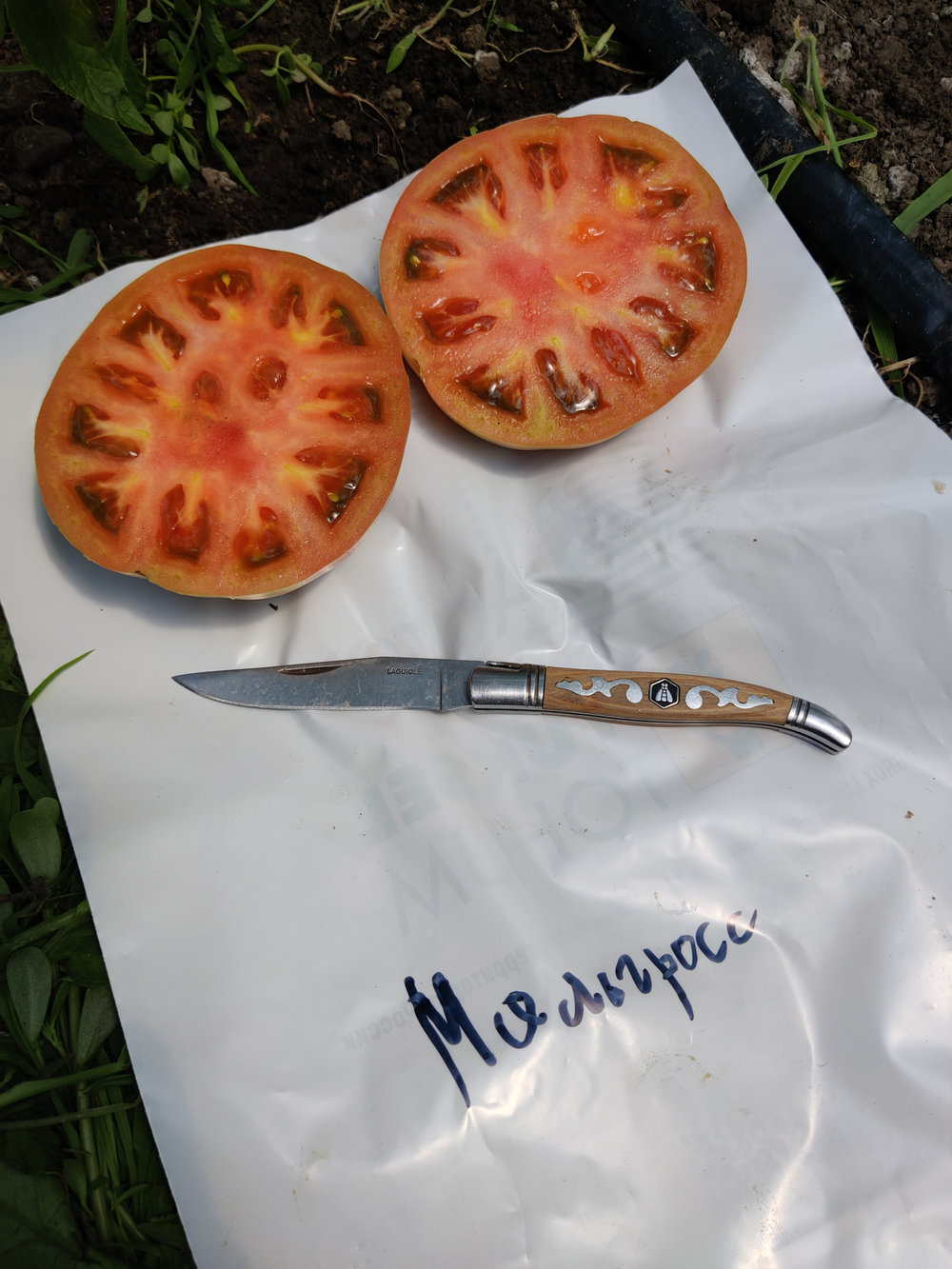 Мальгрос F1 семена томата индетерминантного ( Yuksel Tohum / )