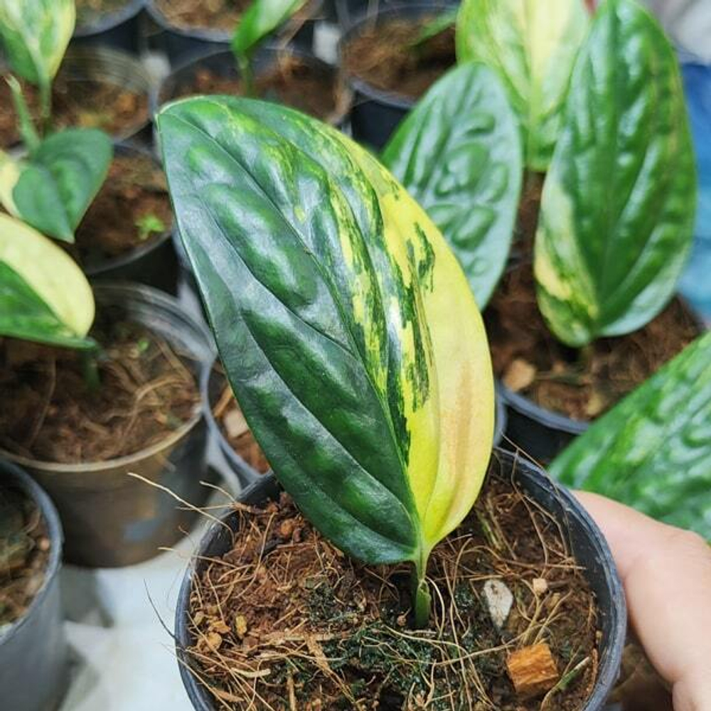 Монстера KARSTERIANA VAR