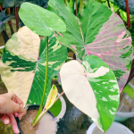 Колоказия PHRA SAENG PINK