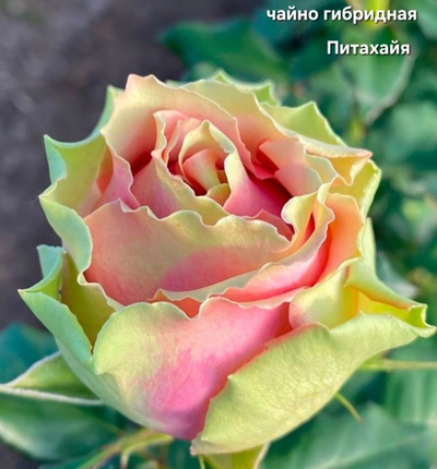 Саженцы роз чайно гибридная ПИТАХАЙЯ