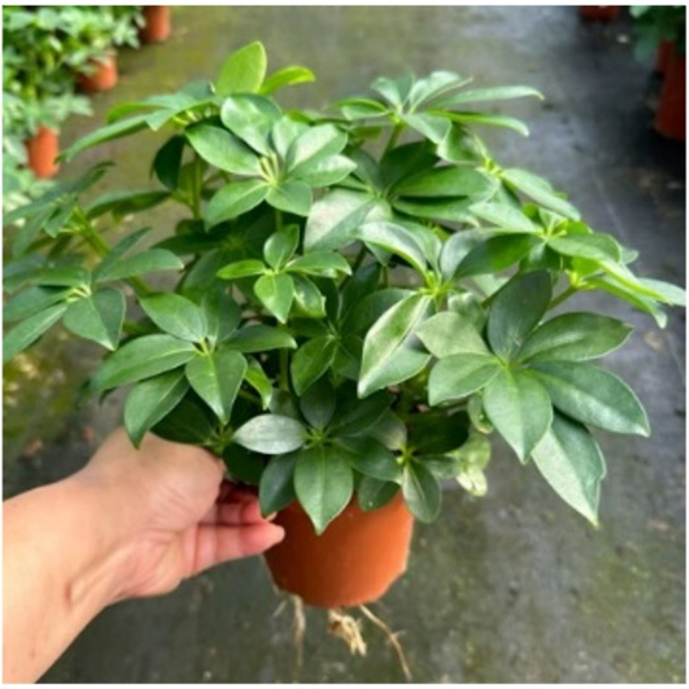 Шеффлера д.11