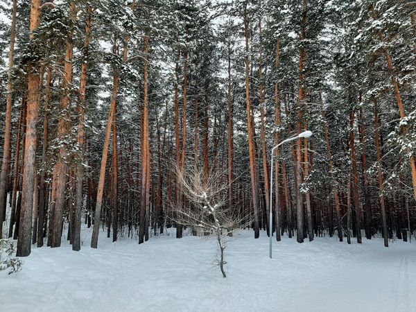 Энергетика деревьев