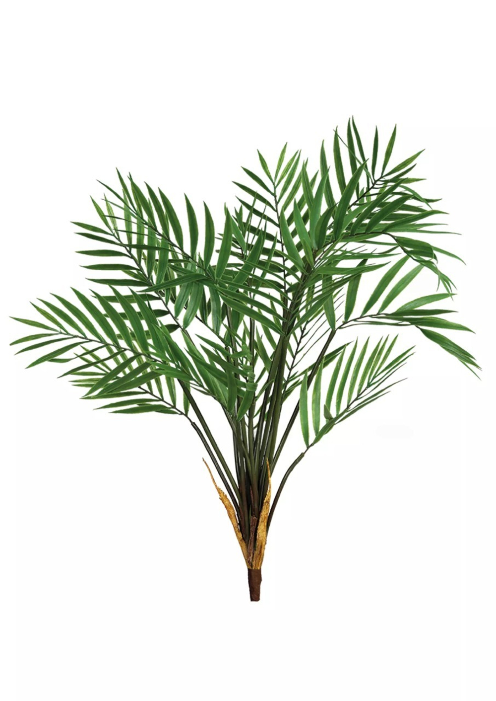 Куст бамбуковой пальмы средний