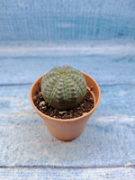 Euphoria Obesa (Эуфорбия)