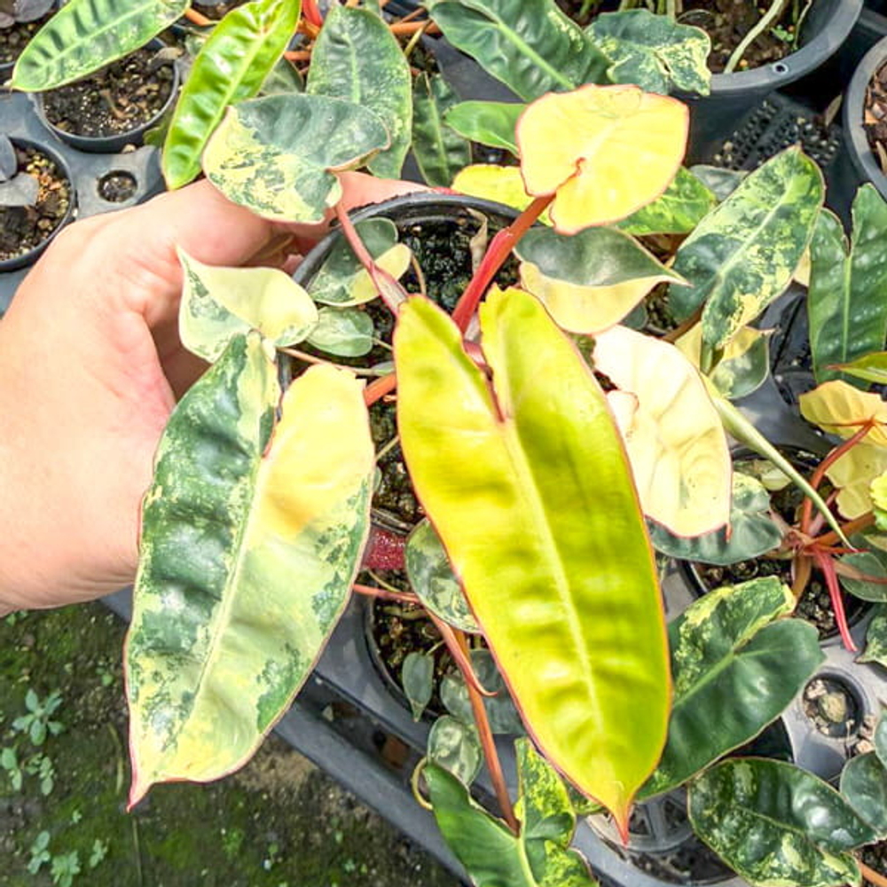 Филодендрон BILLIETIAE VAR клонированный