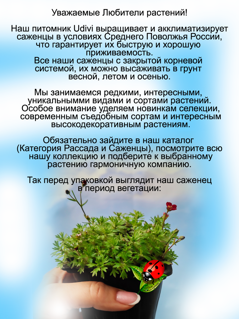 Камнеломка Арендса Питер Пен красно розовая многолетняя