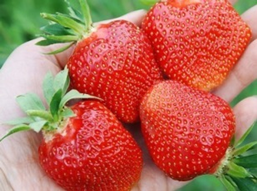 ЛИЯ САХАРНАЯ среднего срока созревания