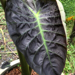 Колоказия PURPLE HAZE