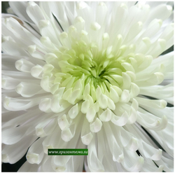 Одноголовая хризантема Фалькон ☘ о.36 (нет в наличии)