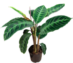 Калатея Варшевича