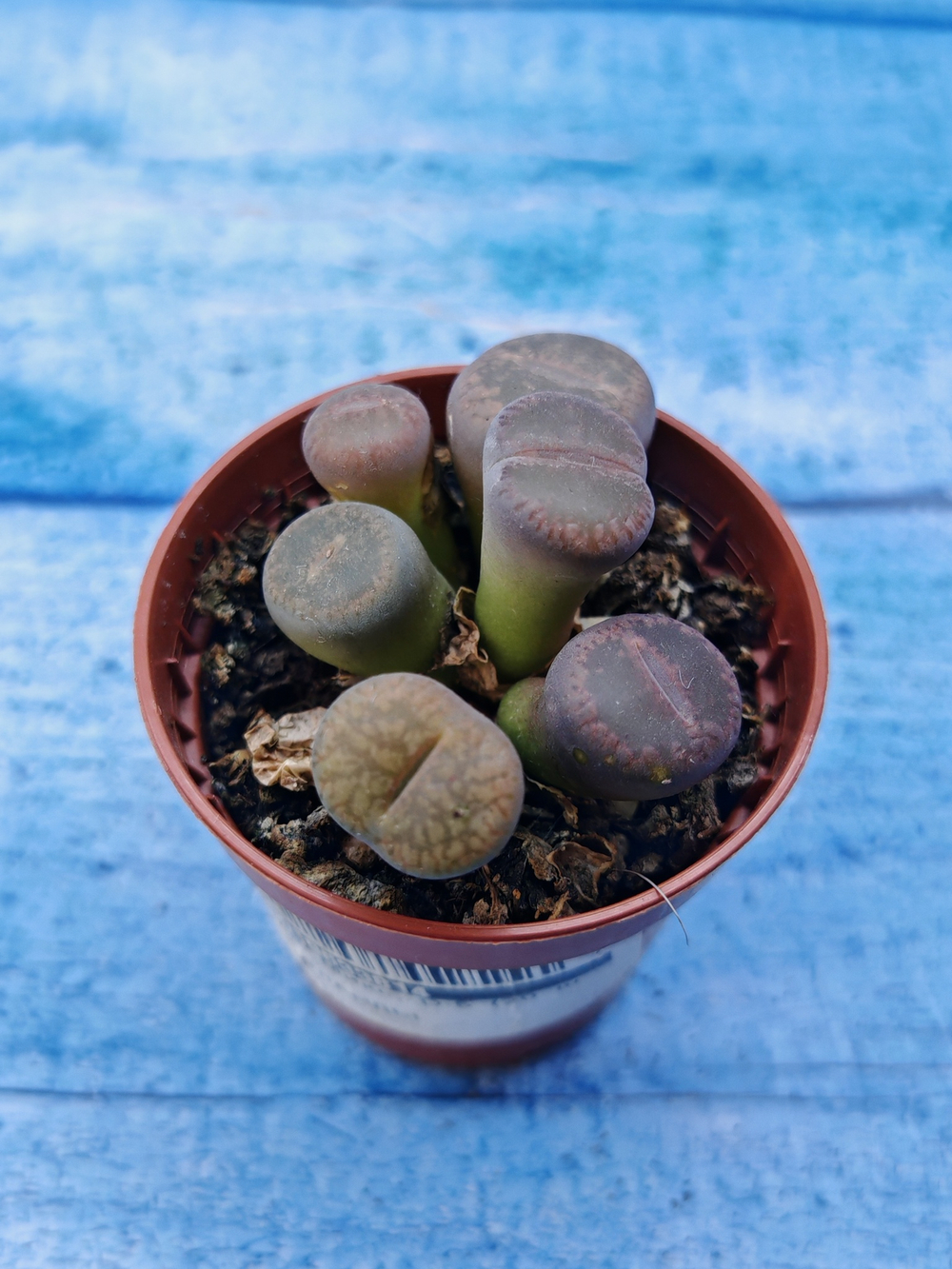 Lithops sp. (Литопсы)