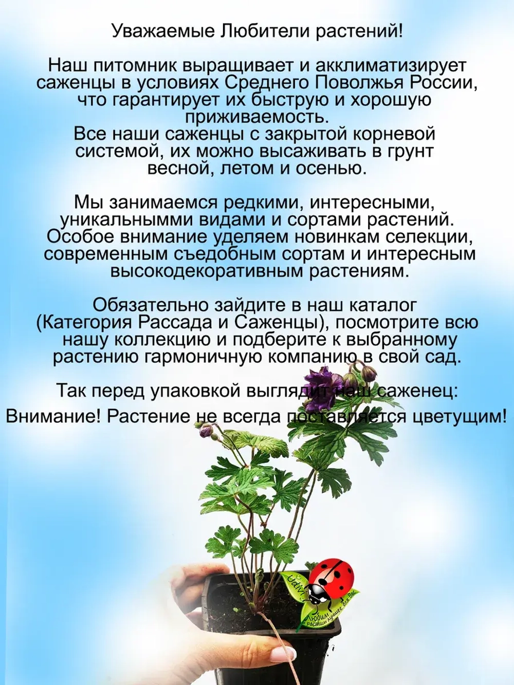 Герань гималайская Пленум многолетняя