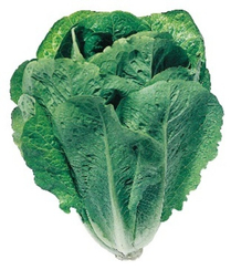 Лираз семена салата айсберг (Hazera / Хазера)