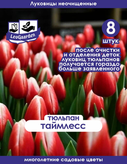 Тюльпан Луковица, Таймлесс, 8+шт неочищенные