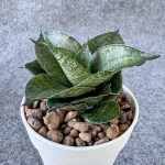 Сансевиерия MAHA NAKHON MUT