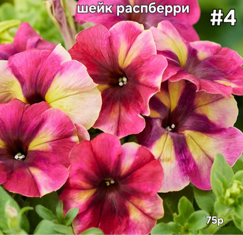 РАССАДА ПЕТУНИИ ШЕЙК РАСПБЕРРИ №4