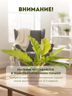 Филодендрон Golden Crocodile д.12