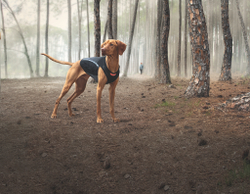 Терможилет Thermax EzyDog