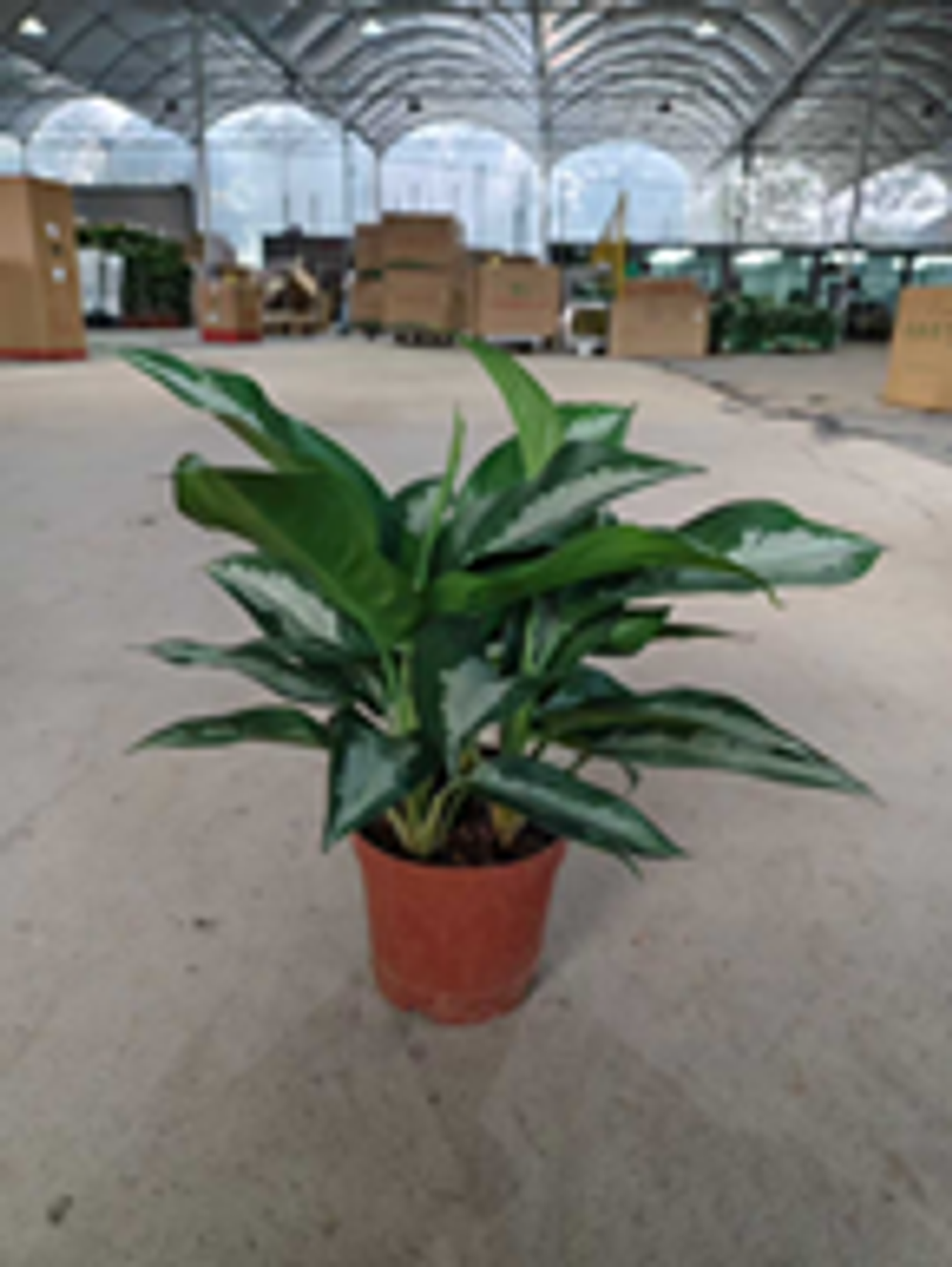 Аглаонема Queen Yali д.12