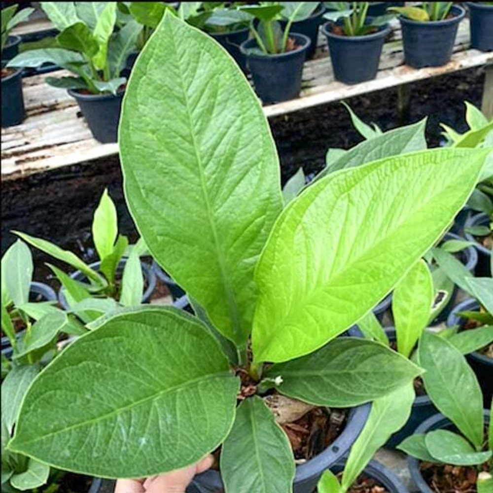 Антуриум JENMANII NARROW LEAF