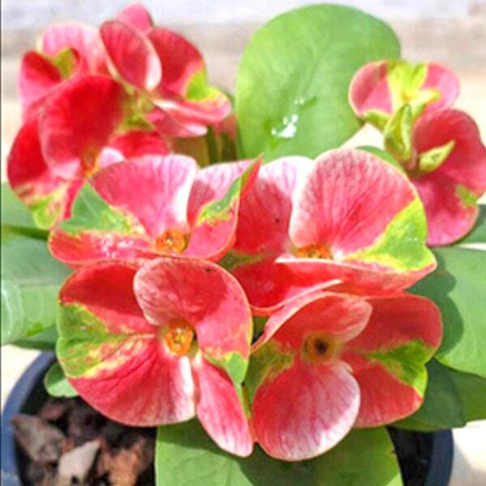 Эуфорбия Миля GREEN RUBY