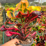 Кротон CHOK UDOMSAP