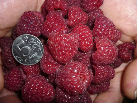 Саженец Малины «Джоан Джи» (Ремонтантная, Осенний урожай, Абсолютно бесшипная, Десертный вкус